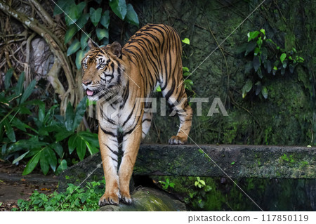 Close up Indochinese tiger is beautiful animal and dangerous in forest 117850119