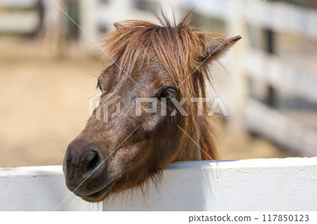 Close up head dwarf horse in the garden 117850123
