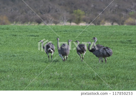 Greater Rhea, Rhea americana, in Pampas coutryside environment, La Pampa province, ,Brazil. 117850253
