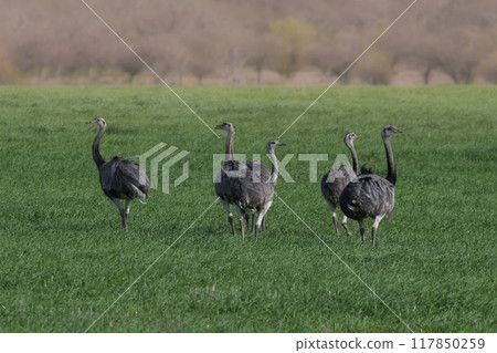 Greater Rhea, Rhea americana, in Pampas coutryside environment, La Pampa province, ,Brazil. Greater Rhea, Rhea americana, in Pampas coutryside environment, La Pampa province, ,Brazil. 117850259