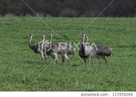 Greater Rhea, Rhea americana, in Pampas coutryside environment, La Pampa province, ,Brazil. Greater Rhea, Rhea americana, in Pampas coutryside environment, La Pampa province, ,Brazil. 117850260