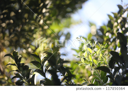 Ceylon ebony Black Ebony leaves under sunlight Ceylon ebony Black Ebony leaves under sunlight 117850364