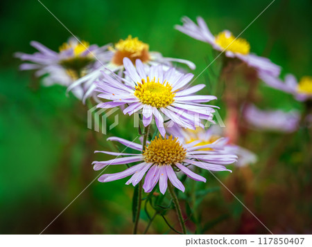 Flowers of European Michaelmas daisy. Flowers of European Michaelmas daisy. 117850407