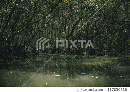 Deep in the mystical mangrove forest in Pattani, Thailand 117850886
