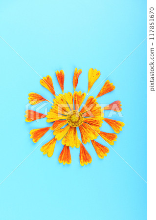 Close-up of a bud and individual petals of a Helenium flower on a blue background. Close-up of a bud and individual petals of a Helenium flower on a blue background. 117851670