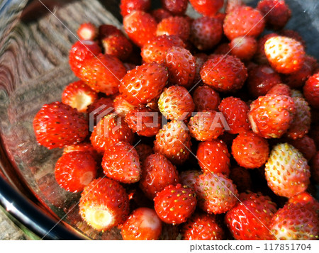 Wild strawberries, berries in a transparent glass plate. Harvesting, natural product, fruits. Healthy food, dessert. Details and macro photography 117851704