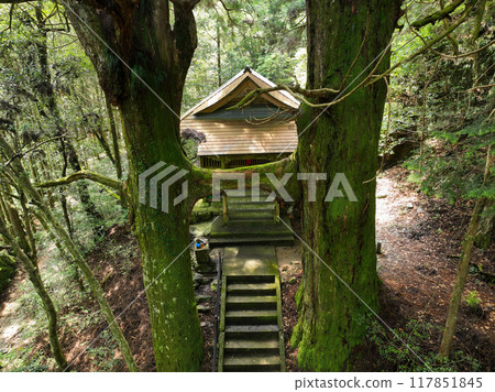 Torii Cedar, Jishu Shrine, Nankoku City, Kochi Prefecture Torii Cedar, Jishu Shrine, Nankoku City, Kochi Prefecture 117851845