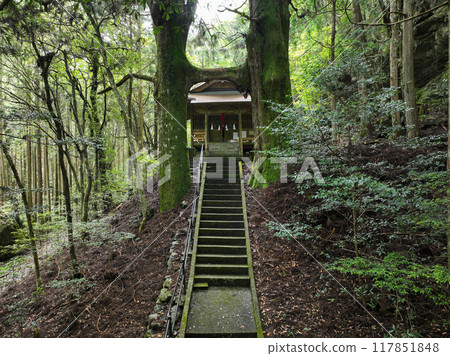 Torii Cedar, Jishu Shrine, Nankoku City, Kochi Prefecture 117851848