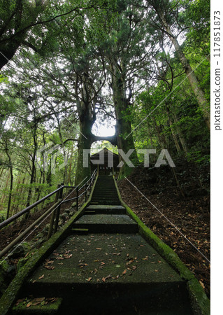 Torii Cedar, Jishu Shrine, Nankoku City, Kochi Prefecture 117851873