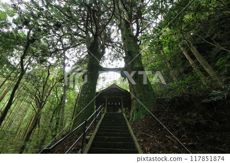 高知縣南國市 地州神社鳥居杉 117851874