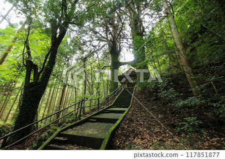 Torii Cedar, Jishu Shrine, Nankoku City, Kochi Prefecture 117851877