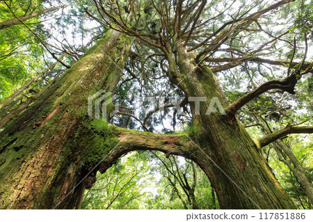 高知縣南國市 地州神社鳥居杉 117851886