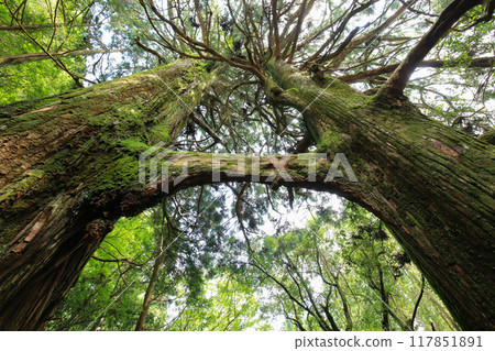 高知縣南國市 地州神社鳥居杉 117851891