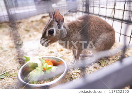 A hare-like herbivorous rodent is sitting in a cage.The Chacoan mara stands next to a bowl and eats vegetables with herbs.An aviary for an animal in a contact zoo.With space to copy.High quality photo A hare-like herbivorous rodent is sitting in a cage.The Chacoan mara stands next to a bowl and eats vegetables with herbs.An aviary for an animal in a contact zoo.With space to copy.High quality photo 117852300