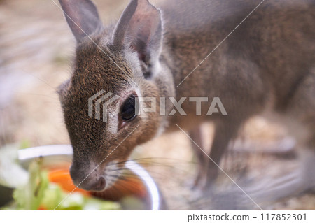 The Chacoan mara eats vegetables in close-up. A hare-like herbivorous rodent. An aviary for an animal in a contact zoo. With space to copy. High quality photo The Chacoan mara eats vegetables in close-up. A hare-like herbivorous rodent. An aviary for an animal in a contact zoo. With space to copy. High quality photo 117852301
