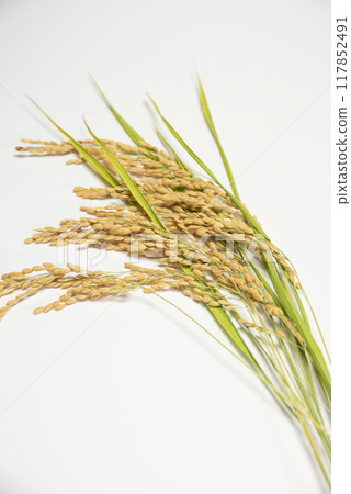 Ears of rice placed on a white background Ears of rice placed on a white background 117852491