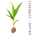 isolated young coconut plant on white background vector design 117853011