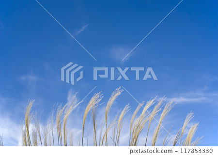 [Autumn image material] Ears of Japanese pampas grass fluttering in the autumn breeze 117853330