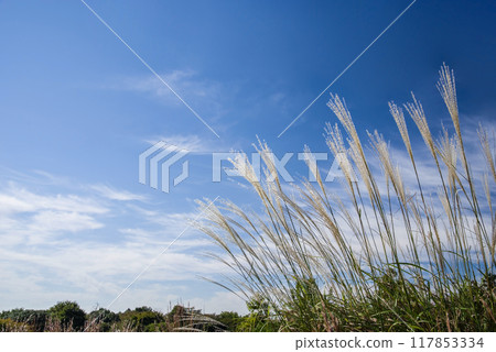 [Autumn image material] Ears of Japanese pampas grass fluttering in the autumn breeze 117853334