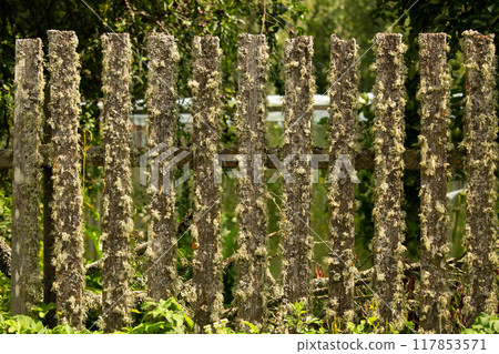 Old wooden rural fence, untreated wood with traces of aging fungus and moss. Old wooden rural fence, untreated wood with traces of aging fungus and moss. 117853571