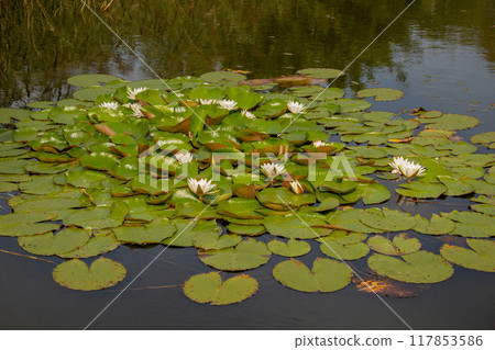 Nymphaea alba also known as the European white water lily 117853586