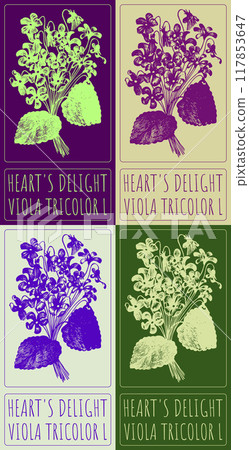 Set of vector drawing HEART'S DELIGHT in Chinese in various colors. Hand drawn illustration. Latin name is VIOLA TRICOLOR L Set of vector drawing HEART'S DELIGHT in Chinese in various colors. Hand drawn illustration. Latin name is VIOLA TRICOLOR L 117853647