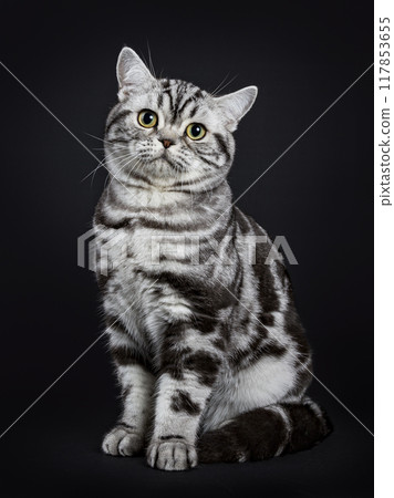 British shorthair kitten isolated on black 117853655