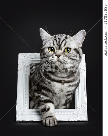 British shorthair kitten isolated on black 117853659