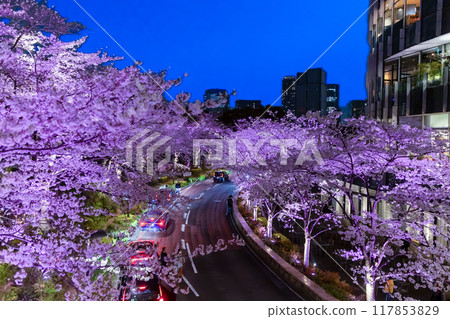 ‹Tokyo›Illuminated cherry blossoms at night in Tokyo Midtown ‹Tokyo›Illuminated cherry blossoms at night in Tokyo Midtown 117853829