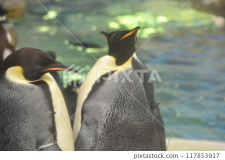 Emperor Penguin (Adventure World) 117853917