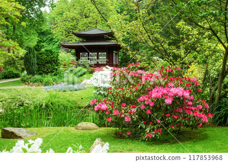May view on Azalea blossoms in Leverkusen Japanese garden May view on Azalea blossoms in Leverkusen Japanese garden 117853968