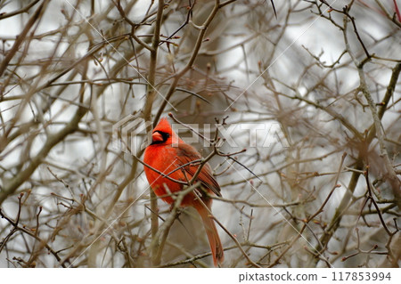 Male cardinal perched on a branch Male cardinal perched on a branch 117853994