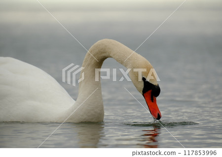 Cobb swans on the water surface 117853996