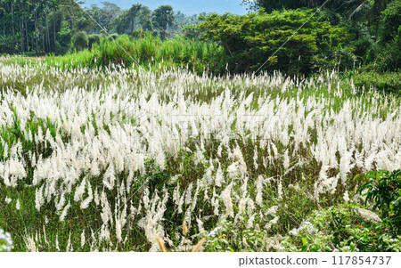 Featherlike white flowers of grass 117854737