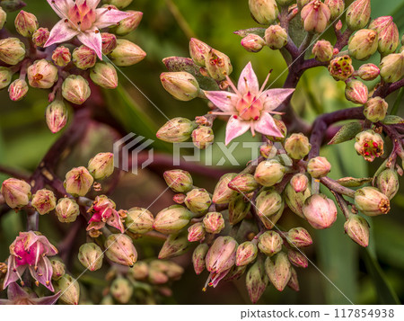 Butterfly stonecrop flowers in blossom 117854938