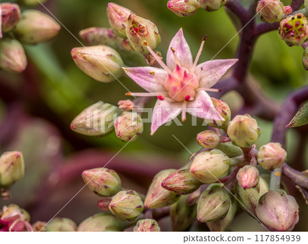 Butterfly stonecrop flowers in blossom 117854939