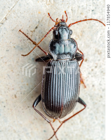 Bare Footed Heart Shield beetle Bare Footed Heart Shield beetle 117854940