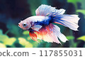 Pale pastel goldfish 6 117855031