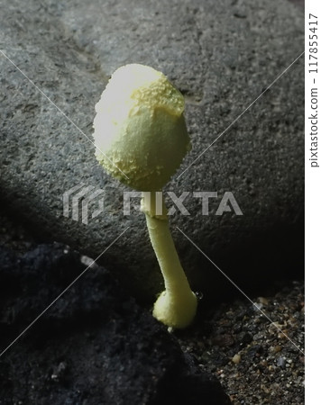 Yellow mushroom growing out of a rock Yellow mushroom growing out of a rock 117855417