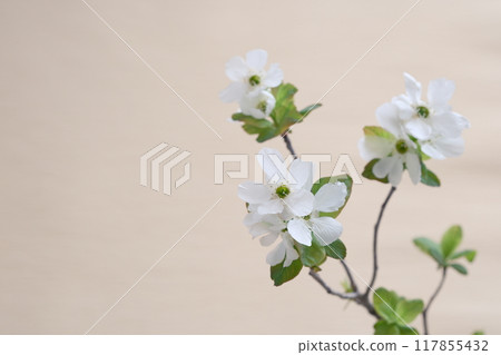 春天的花朵，利休梅，利休梅，米色，謙虛的美麗，Exochorda racemosa 117855432
