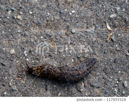 Spotted slug Spotted slug 117855528
