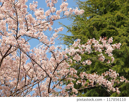 藍天櫻花生態照片 藍天櫻花生態照片 117856110