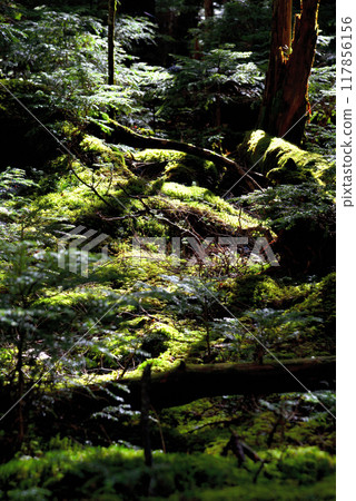 <Nagano Prefecture> Yatsugatake Shirakome Forest: Mossy trees <Nagano Prefecture> Yatsugatake Shirakome Forest: Mossy trees 117856156