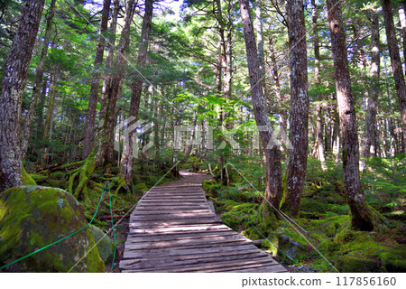 <Nagano Prefecture> Yatsugatake Shirakome Forest: A moss forest illuminated by sunlight filtering through the trees <Nagano Prefecture> Yatsugatake Shirakome Forest: A moss forest illuminated by sunlight filtering through the trees 117856160