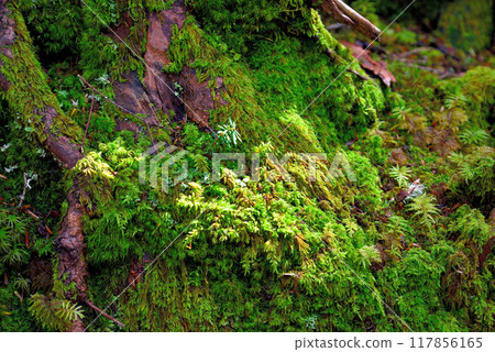 Mossy rocks in Shirakome Forest, Yatsugatake, Nagano Prefecture Mossy rocks in Shirakome Forest, Yatsugatake, Nagano Prefecture 117856165