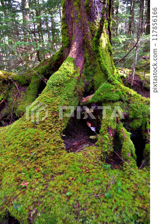 <Nagano Prefecture> Yatsugatake Shirakome Forest: A forest covered in moss <Nagano Prefecture> Yatsugatake Shirakome Forest: A forest covered in moss 117856166