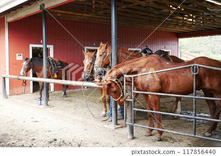 Horseback riding tour at Kualoa Ranch 117856440