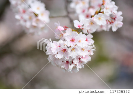 Cute bouquet of Somei Yoshino cherry blossoms 117856552