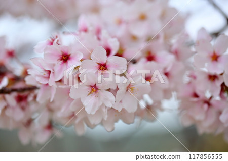 盛開華麗的染井吉野 117856555