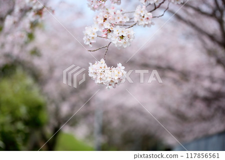 Cute bouquet of Somei Yoshino cherry blossoms 117856561